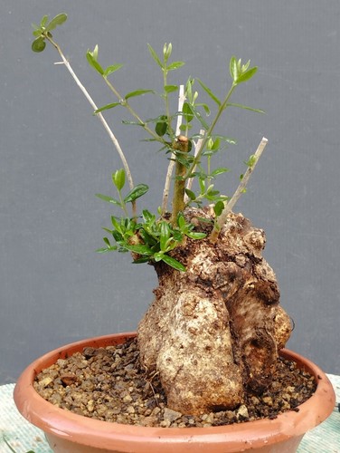 Bonsai olivastro 20x12cm - olivastro, in