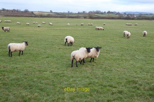 Photo 6x4 sheep - fish, meadow