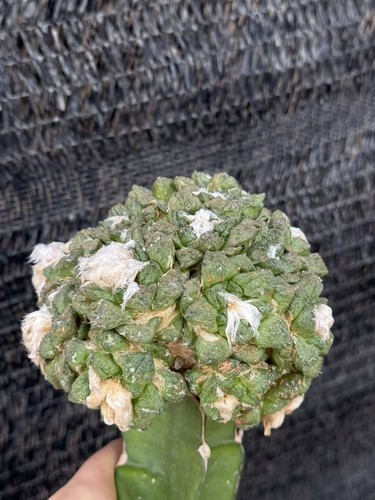 Multi teste ariocarpus - teste, fis
