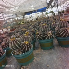 Multi teste rare cactus