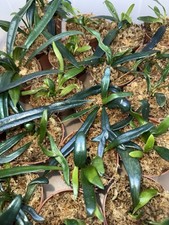 MICROSORUM THAILANDICUM, Blue Oil Fern , Rare Live  Plant