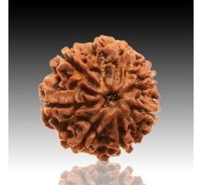 Perline mukhi rudraksha 7 - rudraksha,