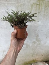Bonsai Timo Macchia