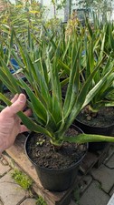 Dracaena Draco o albero del