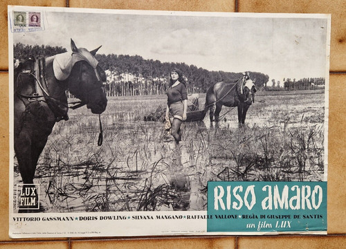 Riso amaro silvana - riso, mangano