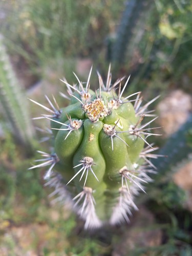 Harrisia gracilis top - harrisia,