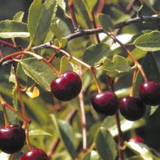 Pianta frutto ciliegio nano - da,