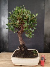 bonsai  quercia da sughero  h