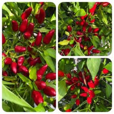 Peperoncino domestico