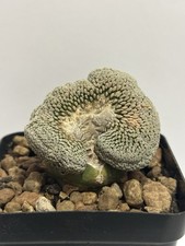 ?Pelecyphora Aselliformis Crestata- Cactus-Raro- Collezione- Succulenta