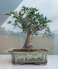 Bonsai Olivo - Olea Europea