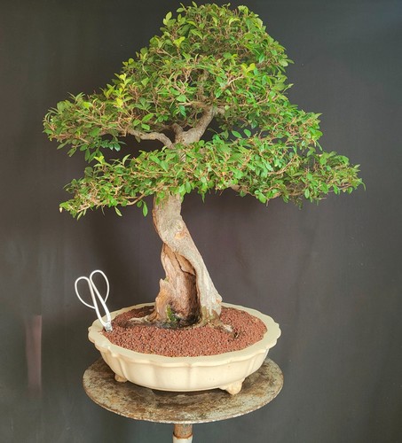 Bonsai master olmo cinese - bonsai,