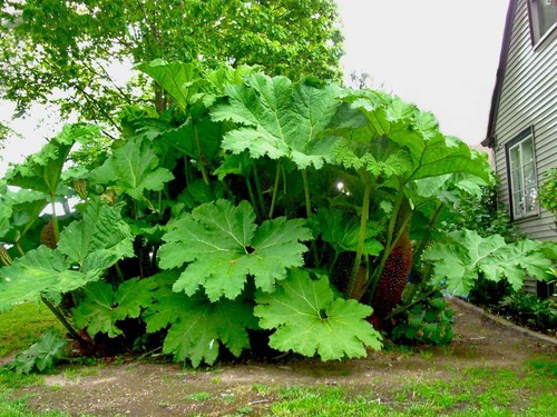 Gunnera manicata pianta dei - -,