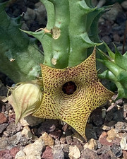 HUERNIA NAMAQUENSIS -