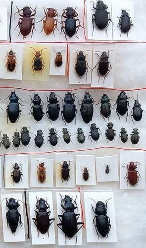 Carabidae set pezzi - set, 39