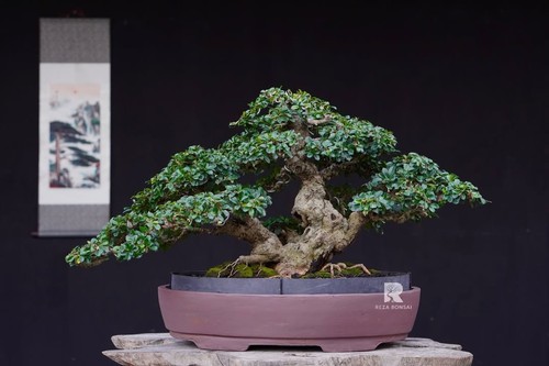 Albero vivo ehretia - vivo,