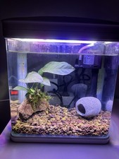 Acquario - Mini