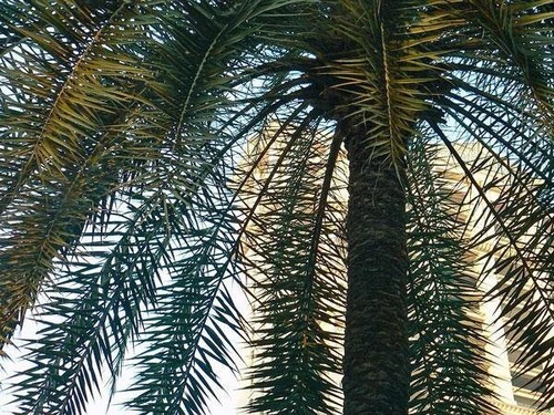 Phoenix sylvestris india - phoenix,