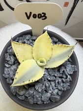 1pcs 7,3cm cactus pianta