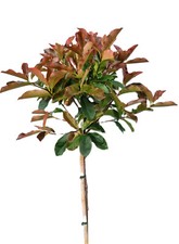Photinia fraseri red select - photinia,