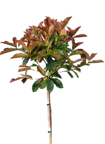 Photinia fraseri red select - photinia,