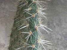 Opuntia pilifera: Pala da