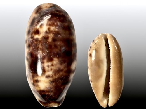 Cypraea testudinaria nana - cypraea,