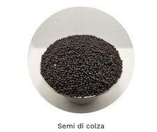 semi di Colza 1 kg - per