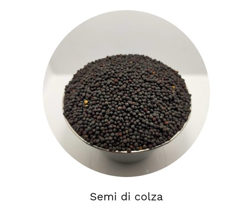 Semi colza per - kg,