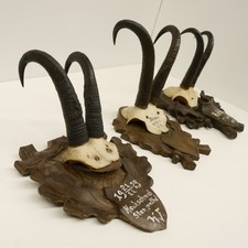 3 Pezzi Di Corna Di Camoscio