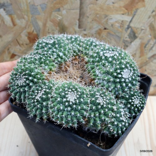 Mammillaria compressa