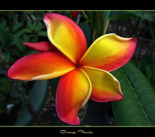 Semi plumeria orange - 4,