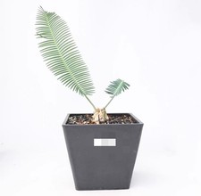 POT20CM Dioon edule WYSIWYG