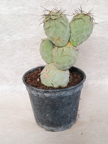Tephrocactus geometricus big - tephrocactus,