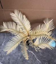Cycas revoluta Thunb Giardino