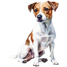 2 adesivi Jack Russell Terrier