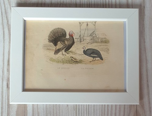 1852 litografia stampa