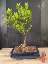 bonsai di chinotto  h 49 cm