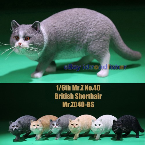 British shorthair cat - british,