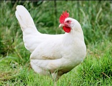 Uova Fertili Feconde