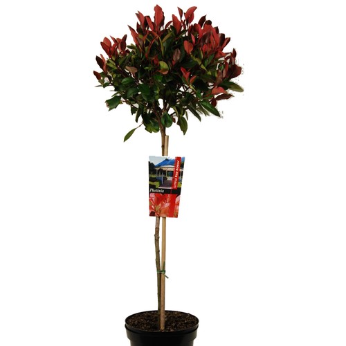 Nespolo lucido albero - nano, su