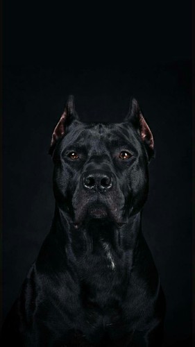 Pitbull dog idea regalo - -,