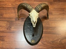 Trofeo Di Muflone Circa Anni