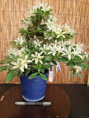 Bonsai azalea sembazuru h - sembazuru,