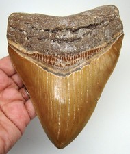 SPLENDIDO DENTE DI SQUALO