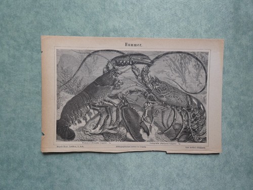 Aragoste stampa 1897 meyers - aragoste,