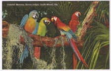 Cartolina Ara Colorata