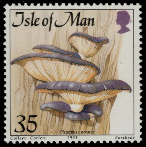Isola dell uomo 653 - dell'uomo, funghi