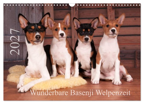 Wunderbare basenji welpenzeit - wunderbare,
