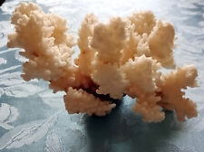 BELLISSIMO RAMO DI CORALLO BIANCO CON SOTTO SFUMATURE ROSSE